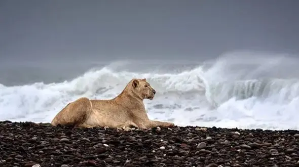 راز شیرهای نامیب: چگونه پادشاه جنگل به شکارچی ساحل تبدیل شد؟