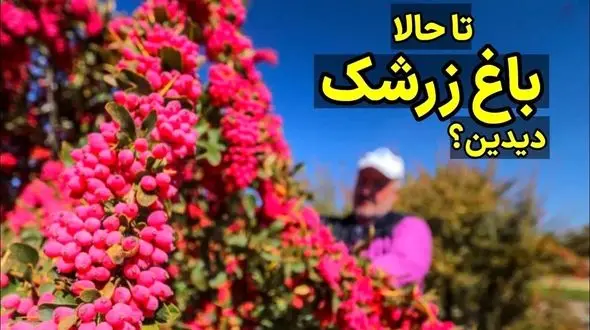 باغ زرشک؛ فرایند تماشایی کاشت، داشت و برداشت + فیلم