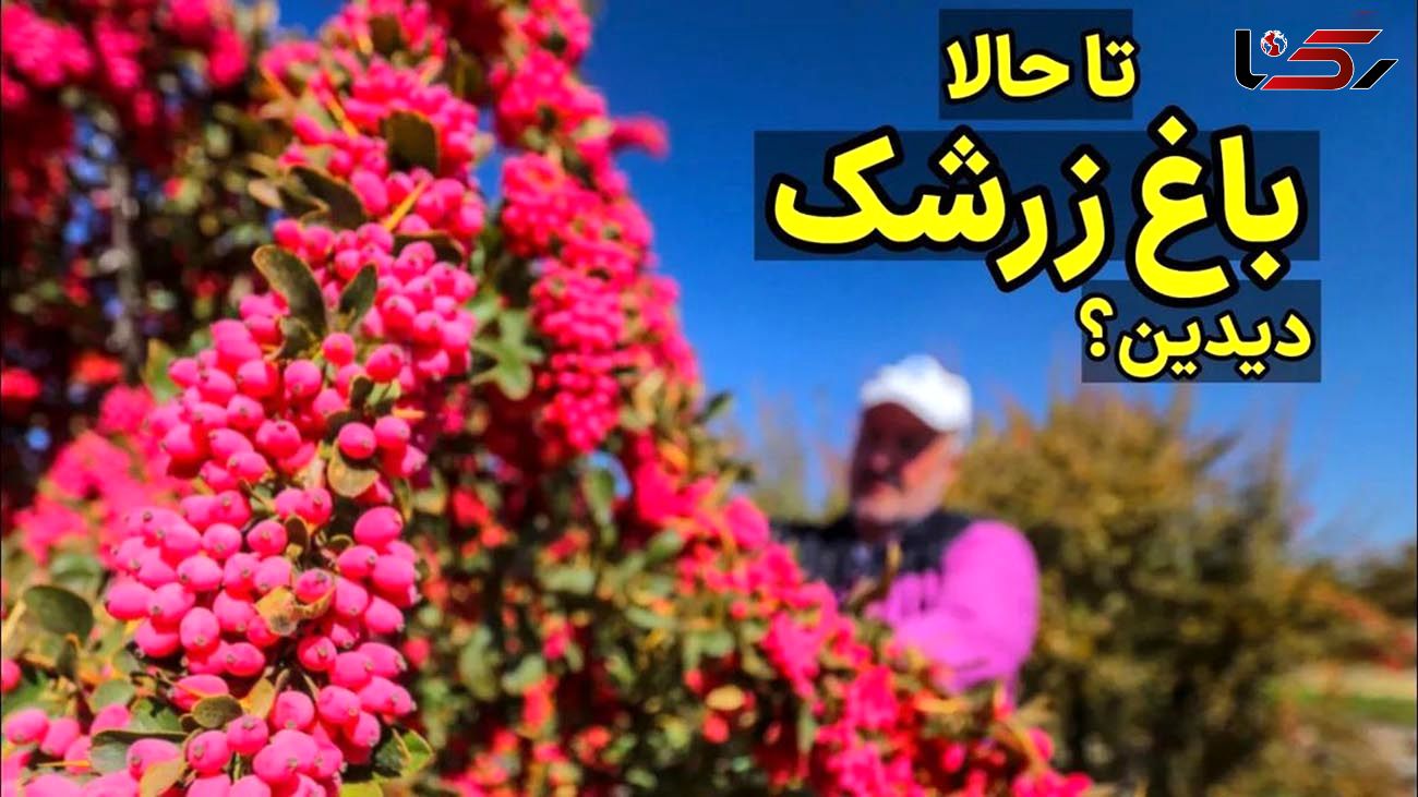 باغ زرشک؛ فرایند تماشایی کاشت، داشت و برداشت + فیلم