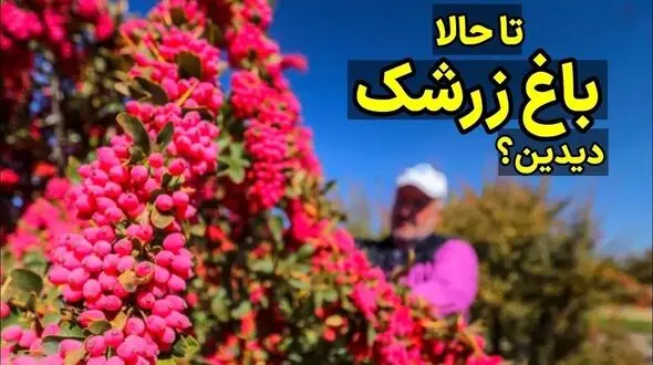 باغ زرشک؛ فرایند تماشایی کاشت، داشت و برداشت + فیلم