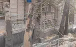 قطع ۳ درخت در باغ فردوس تهران / شهرداری: درختان خشک و پوسیده بودند