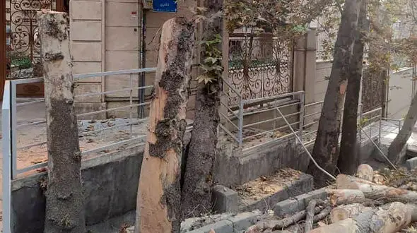 قطع ۳ درخت در باغ فردوس تهران / شهرداری: درختان خشک و پوسیده بودند