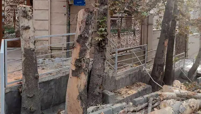 قطع ۳ درخت در باغ فردوس تهران / شهرداری: درختان خشک و پوسیده بودند