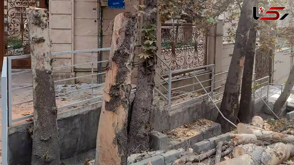 قطع ۳ درخت در باغ فردوس تهران / شهرداری: درختان خشک و پوسیده بودند