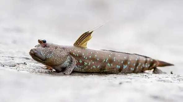 فیلم/ گل‌ خورک؛ ماهی عجیب و زنده ای که در خاک زندگی می کند! 