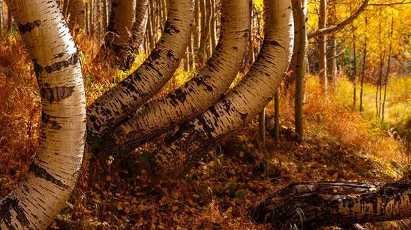 جنگلی عجیب با درختانی منحنی 