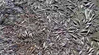 مرگ هزاران ماهی در فاجعه دریاچه هامون ! + فیلم