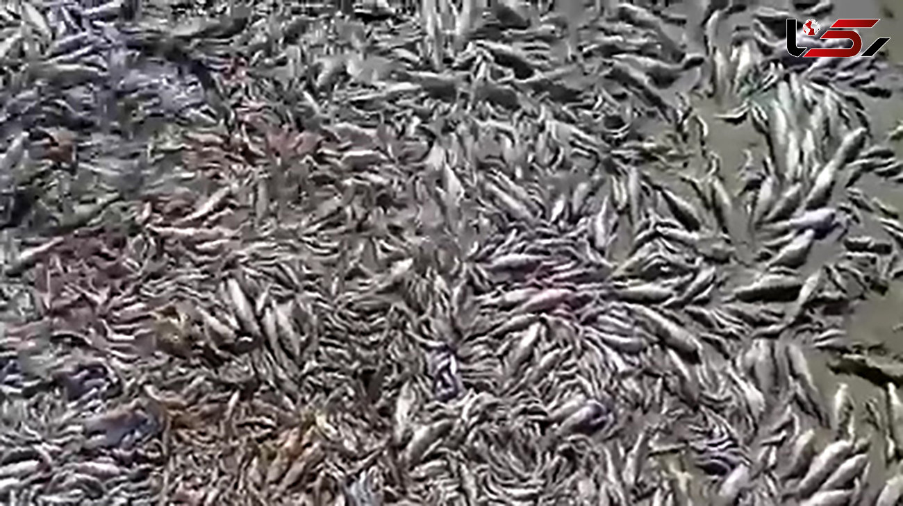 مرگ هزاران ماهی در فاجعه دریاچه هامون ! + فیلم