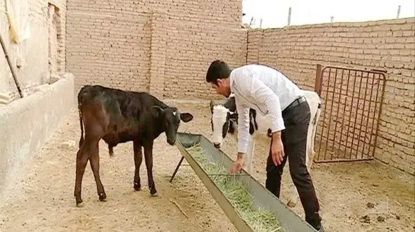 بلای جدی که به جان دامداران اردبیلی افتاده است