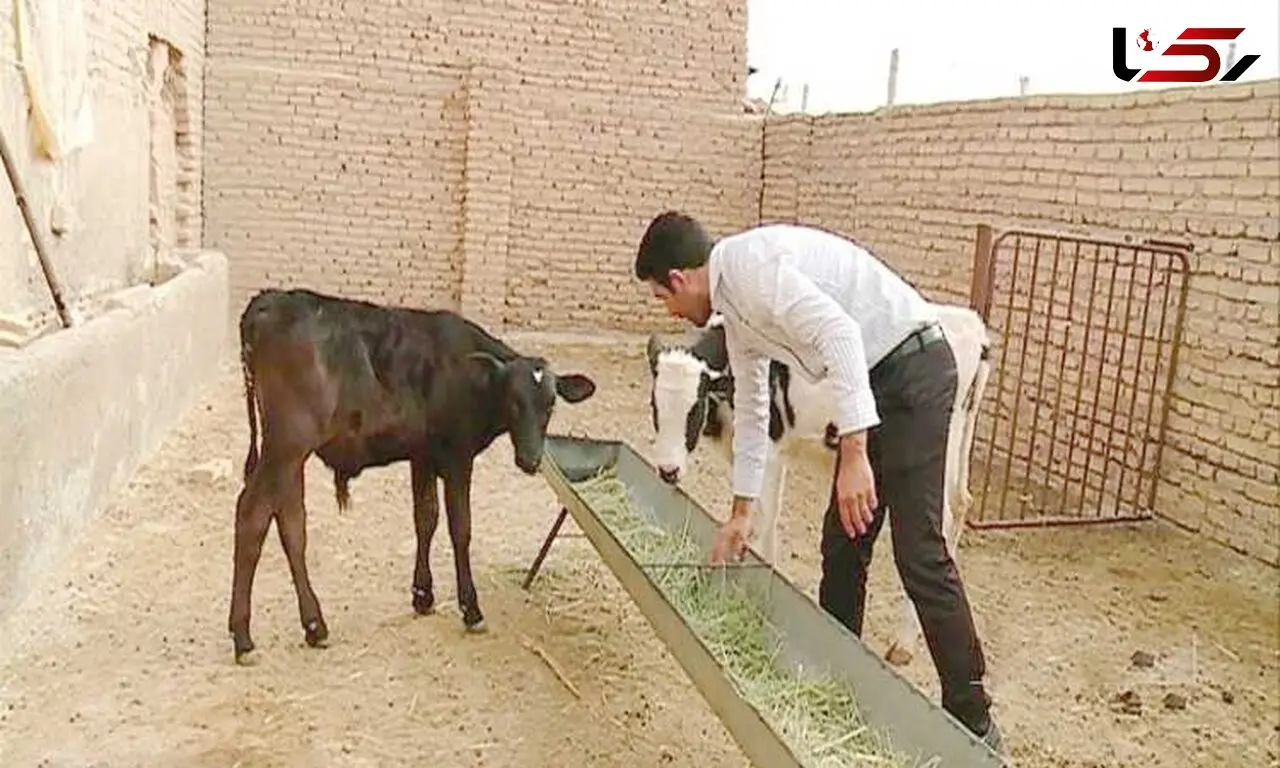 بلای جدی که به جان دامداران اردبیلی افتاده است