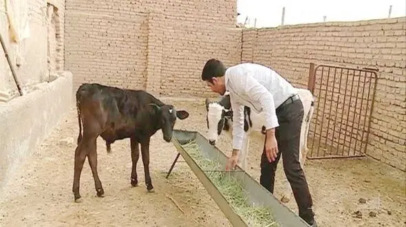 بلای جدی که به جان دامداران اردبیلی افتاده است