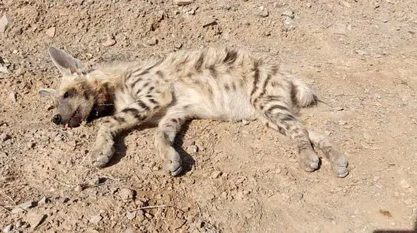 تصادف یک کفتار با خودرویی در خراسان جنوبی