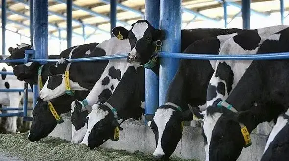 نیم تن تریاک گاوهای مرد کرمانشاهی را نشئه کرد