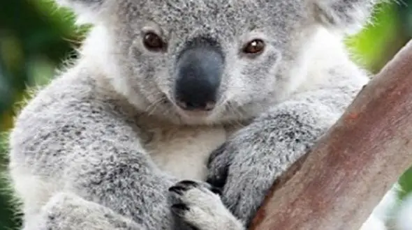 لحظه‌ هایی از حیات در دل طبیعت