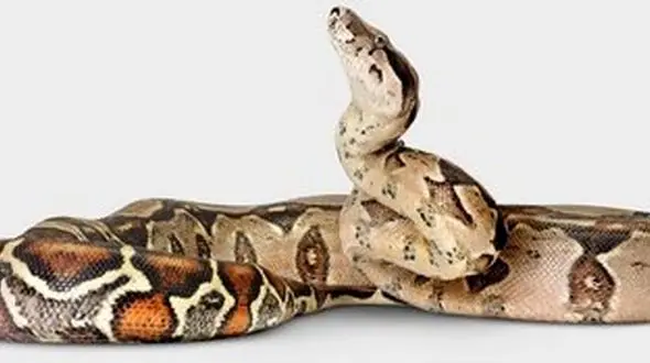 ببینید / مار بوآ در سبد خرید فروشگاه + عکس