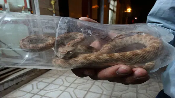 وحشت از مار سمی در مهاباد / مغازه مکانیکی به هم ریخت + عکس