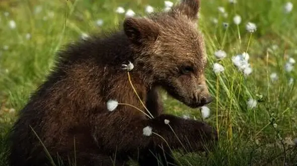 پهپاد دید در شب هم توله خرس گم شده در پارک پردیسان را پیدا نکرد!