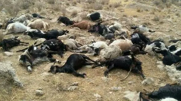 تلف شدن 112 راس گوسفند در اثر آب سمی رودخانه مرودشت