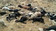 تلف شدن 112 راس گوسفند در اثر آب سمی رودخانه مرودشت