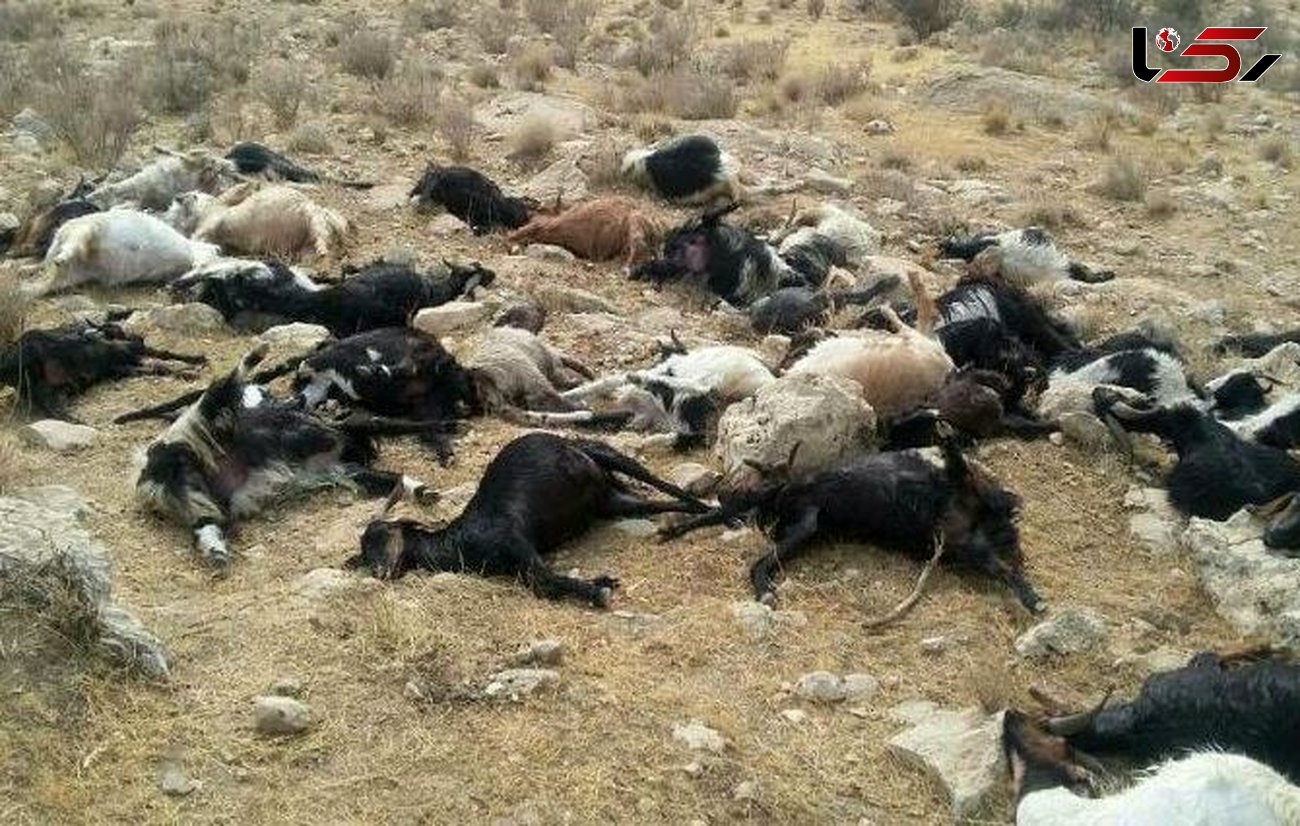 تلف شدن 112 راس گوسفند در اثر آب سمی رودخانه مرودشت
