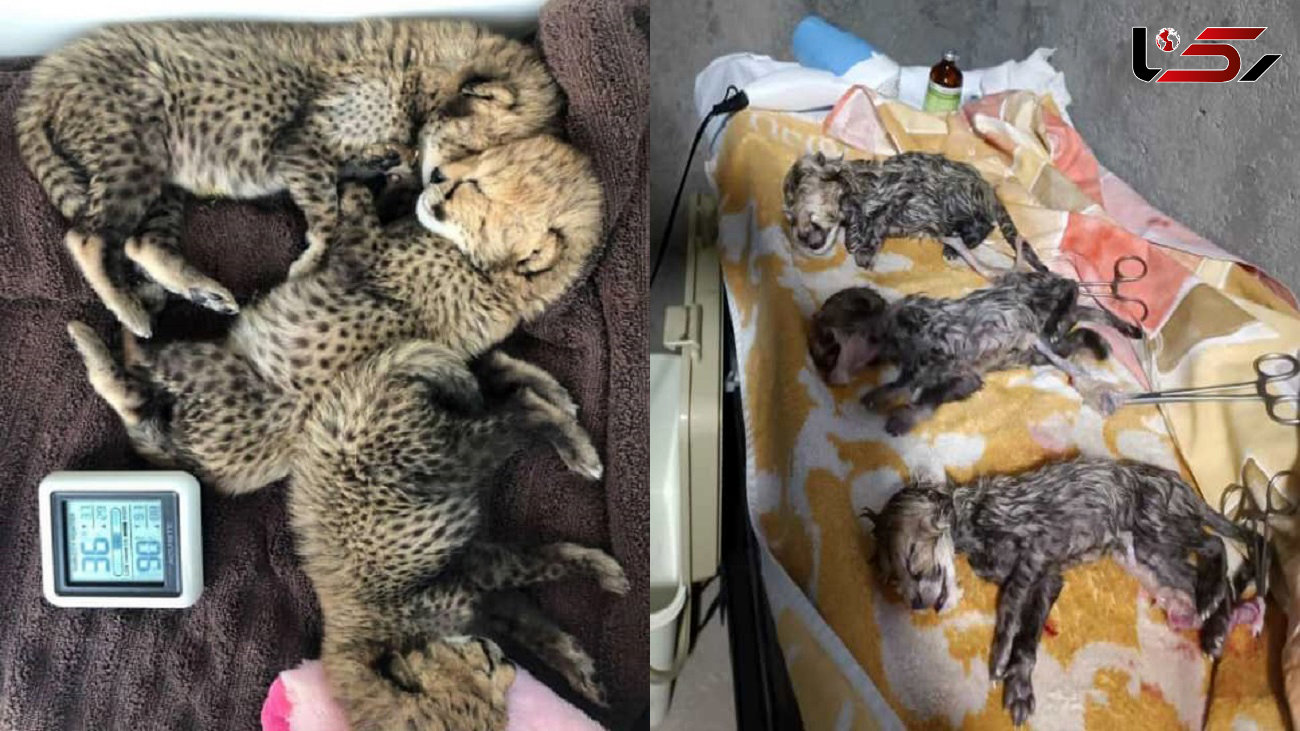 هر 3 یوزپلنگ ایرانی تازه متولدشده قطعا "ماده" هستند + فیلم