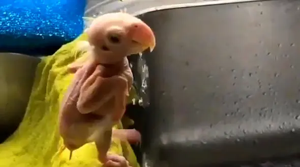 تمیزترین جوجه طوطی کیست؟ + فیلم 