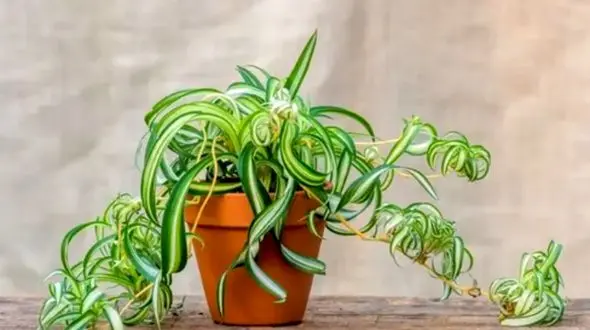 روش‌ های عالی برای پرورش گیاه گندمی در محیط خانه