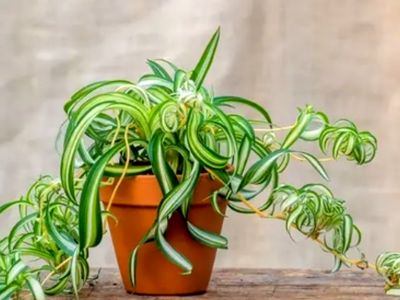 روش‌ های عالی برای پرورش گیاه گندمی در محیط خانه