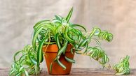 روش‌ های عالی برای پرورش گیاه گندمی در محیط خانه