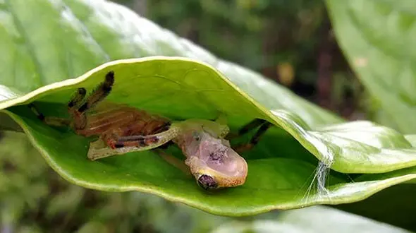 صحنه عجیب قورت دادن قورباغه توسط عنکبوت!
