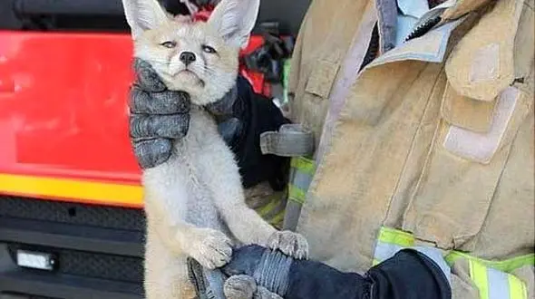 بچه روباه تهرانی های خیابان دیباجی را به وحشت انداخت! + عکس