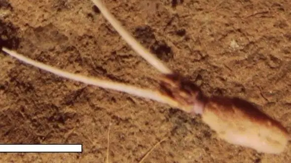 راز ماهی عجیبی که خود را به شکل گیاه درمی آورد