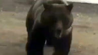 حمله خرس به یک خودرو برای نجات فرزندانش + فیلم
