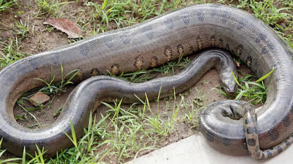 بزرگترین مار در جهان + عکس و فیلم