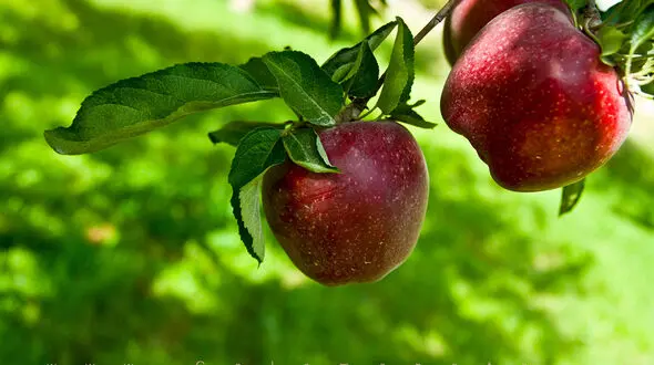مهم ترین خواص سیب برای بدن / فیلم 