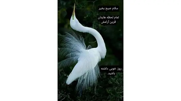 فال روزانه شخصی/ 25 شهریور 1402