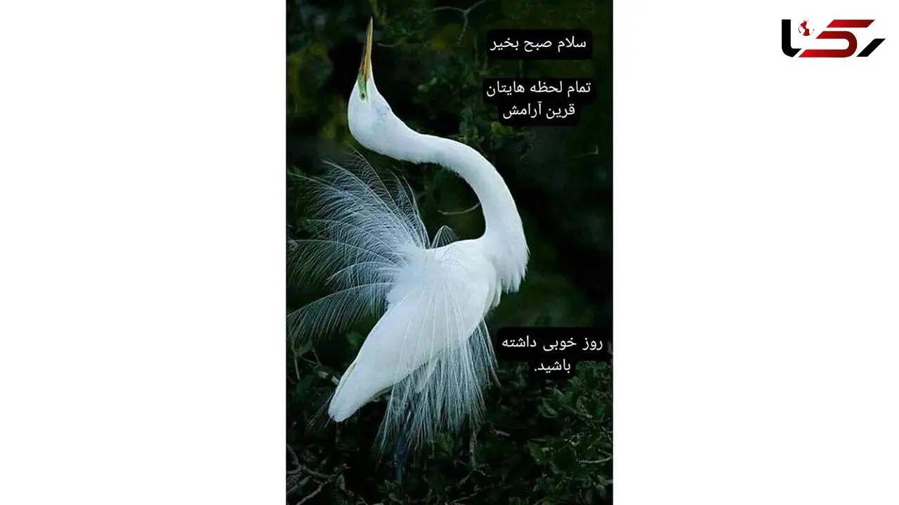 فال روزانه شخصی/ 25 شهریور 1402