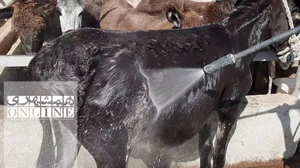 عکس های کارواش خر در حاشیه تهران  / شستشو، قشو، کوتاهی مو و مسواک در ٢٠ دقیقه!