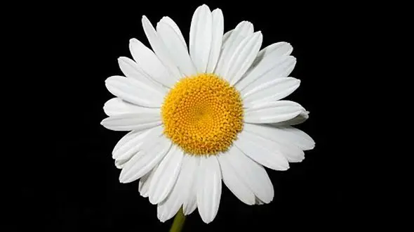 فواید بی نظیر گل مینا