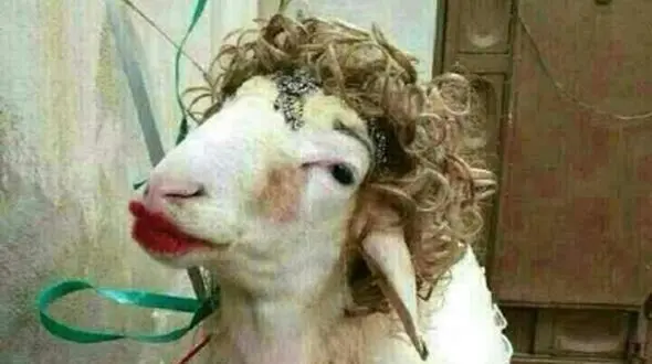 عکس / خلاقیت حماسه ساز عروس ایرانی درتزیین کله پاچه برای مادرشوهرش/ ت جای مادرشوهر بودی می خندیدی با ناراحت می شدی ...