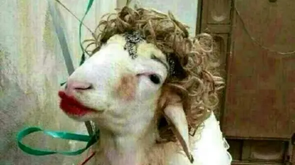 عکس / خلاقیت حماسه ساز عروس ایرانی درتزیین کله پاچه برای مادرشوهرش/ ت جای مادرشوهر بودی می خندیدی با ناراحت می شدی ...