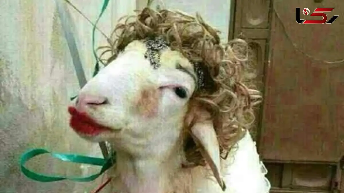 عکس / خلاقیت حماسه ساز عروس ایرانی درتزیین کله پاچه برای مادرشوهرش/ ت جای مادرشوهر بودی می خندیدی با ناراحت می شدی ...