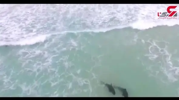 نجات دلفین‌هایی که خودکشی کرده بودند / در ساحل کیپ ورد چه گذشت + فیلم 