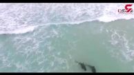 نجات دلفین‌هایی که خودکشی کرده بودند / در ساحل کیپ ورد چه گذشت + فیلم 
