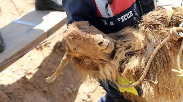 نجات گوسفند از عمق 40 متری چاه در مشهد + عکس