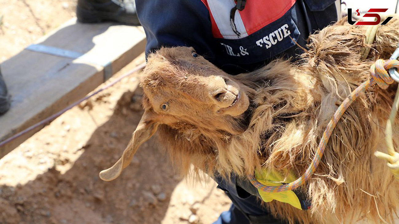 نجات گوسفند از عمق 40 متری چاه در مشهد + عکس