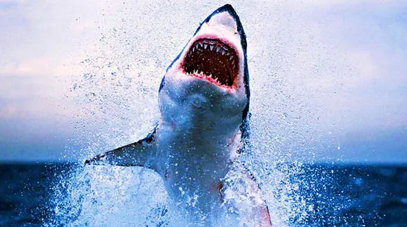 ببینید /  حمله مردم مصر با چوب و چماق به نهنگ قاتل که یک گردشگر روس را خورد!