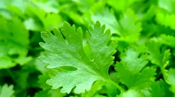 سبزی های دافع سموم بدن کدامند؟