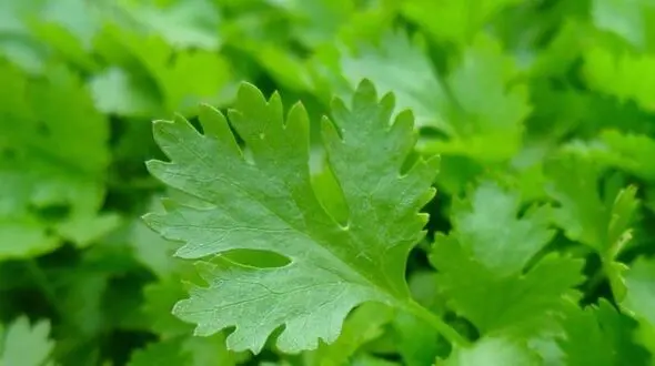 سبزی های دافع سموم بدن کدامند؟