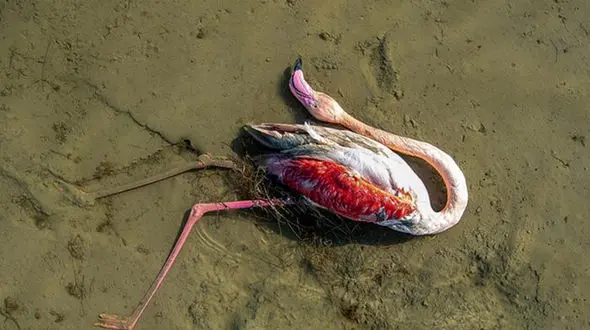  آمار پرندگان کشته شده در میانکاله به 15 هزار پرنده رسید/سم ریختن عمدی و تکرار آن در سال 73 + فیلم